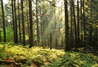 Koalicja 15 października chce powiększania parków narodowych