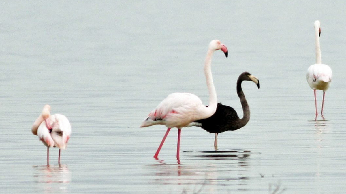 CYPRUS ANIMALS BLACK FLAMINGO (Rare black flamingo spotted on Cyprus)