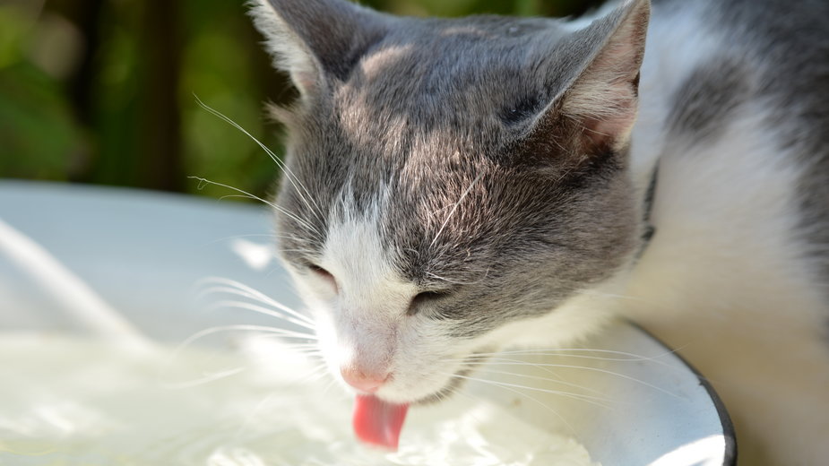 Odpowiednia ilość wypitej dziennie wody wpływa na kondycję i zdrowie kota - Talulla/stock.adobe.com