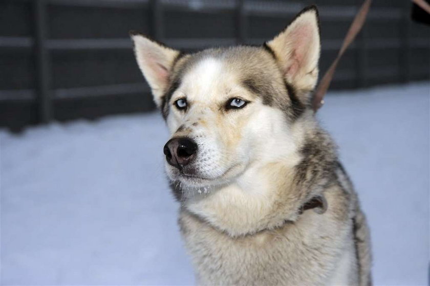 Chcą kary dla zabójców psa husky! Niech siedzą!