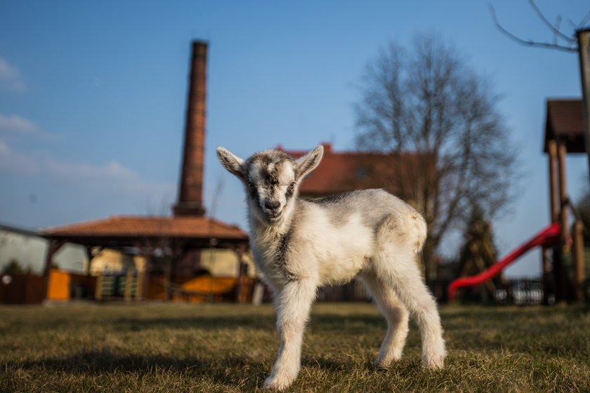 Kózka znalazła nowy dom