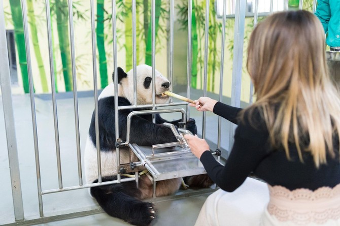 Melanija Tramp hrani džinovsku pandu