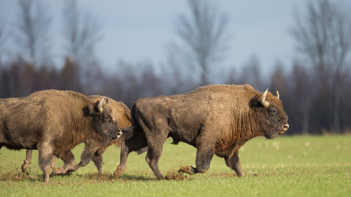 Z powodów zdrowotnych odstrzelono 10 żubrów ze stada wolno żyjącego w Puszczy Boreckiej i zagrody hodowlanej - poinformowało mazurskie Nadleśnictwu Borki. Według leśników eliminacja tych zwierząt była niezbędna i odbyła się zgodnie z przepisami.