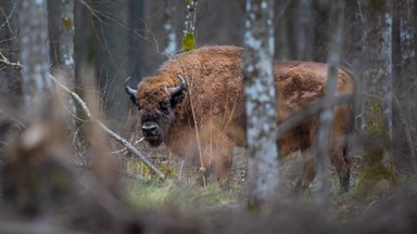 Wojskowa ciężarówka potrąciła kolejnego żubra. "Wybiegł z lasu"