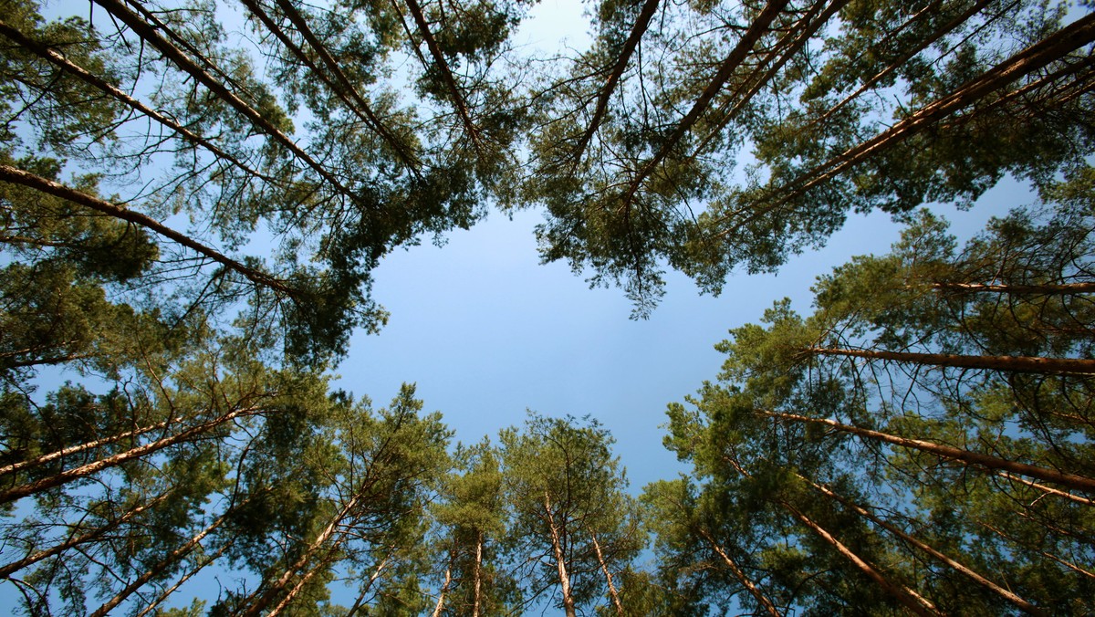 Do stworzenia Northern Forest potrzebnych będzie w sumie 50 mln nowych drzew. Ambitne plany poparł brytyjski rząd, przeznaczając na ten cel 5,7 mln funtów.