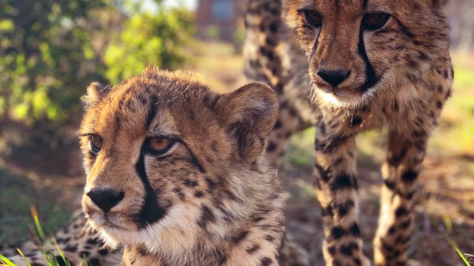 Gepárdok között - Támogasd a dél-afrikai Cheetah Experience menhely munkáját