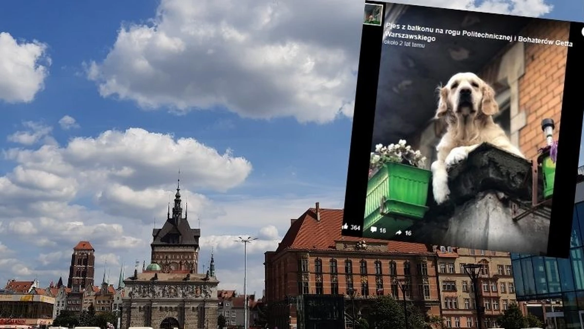 Gdańsk. Słodki pies z balkonu największą atrakcją turystyczną miasta