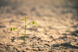 Wniosek suszowy 2025 ARiMR - do kiedy składać wnioski? Aplikacja suszowa już działa! Sprawdź terminy i wysokości wypłat