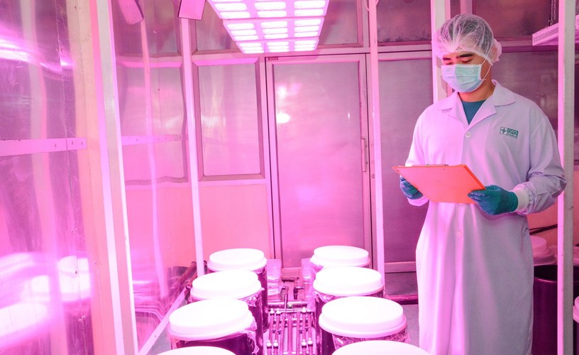 TAK UPRAWIA SIĘ MEDYCZNĄ MARIHUANĘ