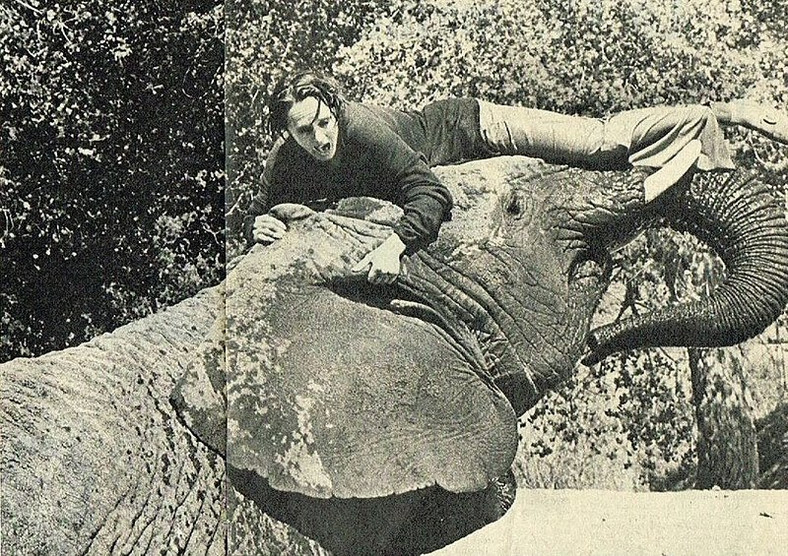 Tippi Hedren i słoń Tembo w "Ryku"