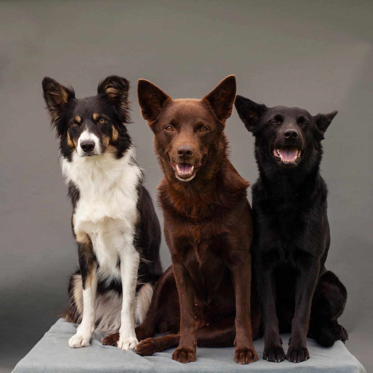 Три собаки сидят треугольником