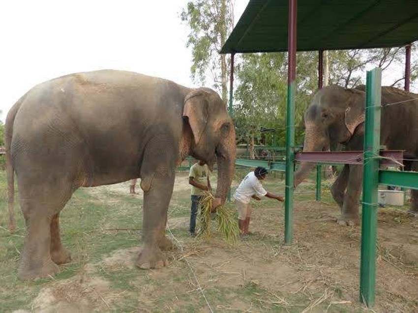 Susret Rdžua i njegove buduće ženke