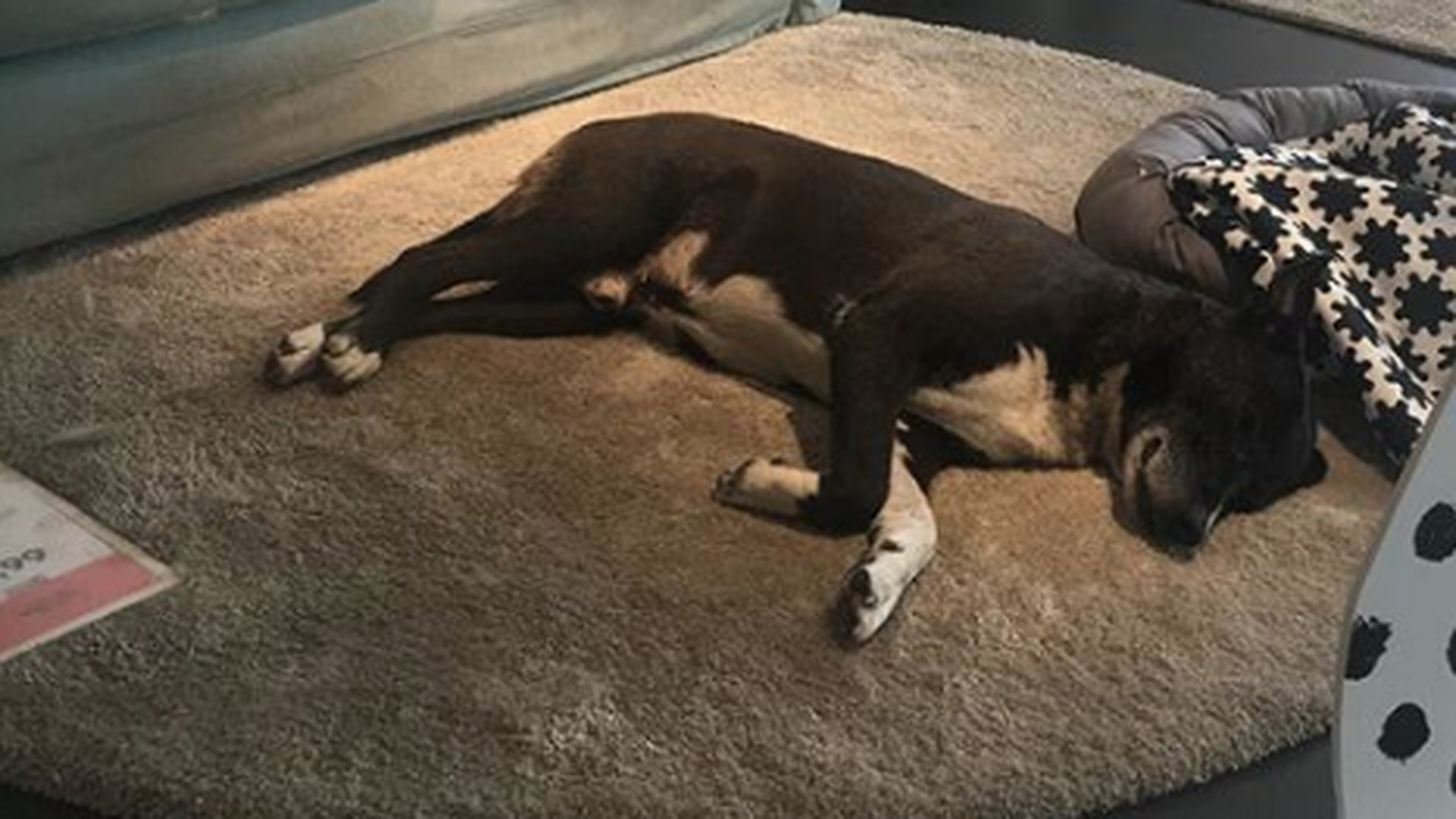 Diese IkeaFiliale nimmt streunende Hunde auf Noizz