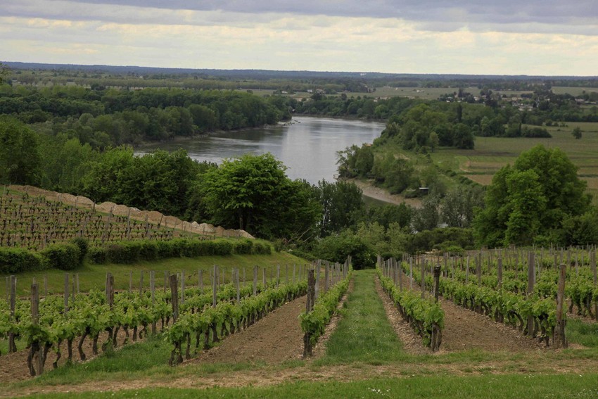 Proizvodnja vina jedan od glavnih razvojnih faktora iriške opštine, u kojoj je pod vinovom lozom 100 hetara zemljišta