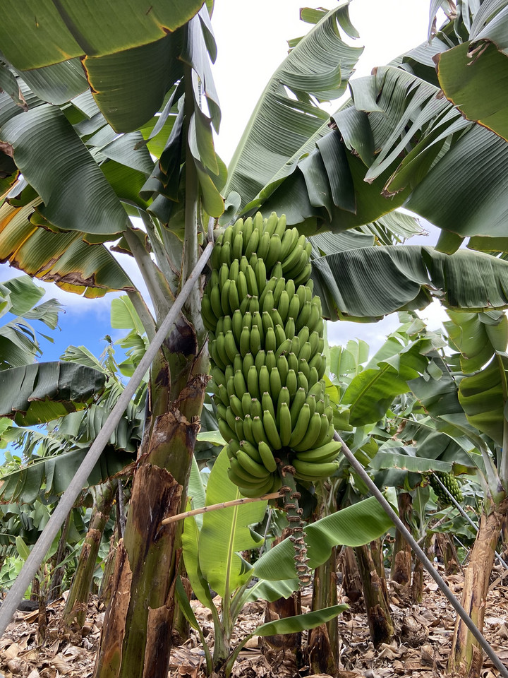 Malownicza wyspa La Palma