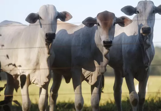 Supermarkety bojkotują wołowinę z Brazylii. "Pranie bydła", jak pranie pieniędzy