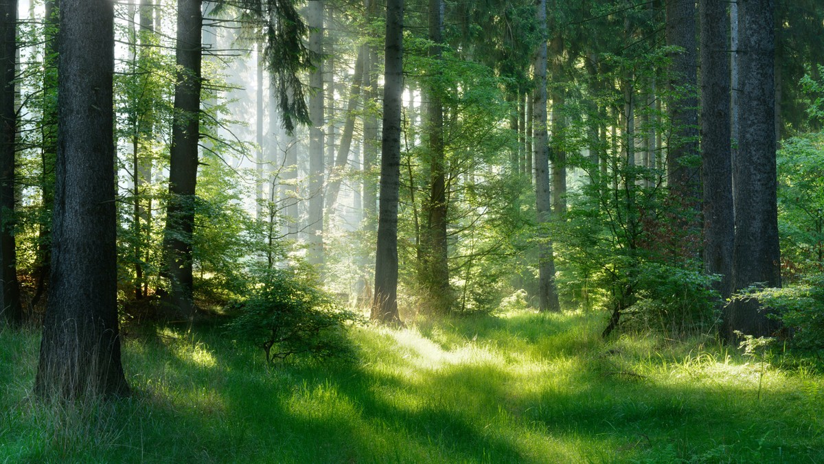 Elbląscy leśnicy odkryli prawdopodobnie osadę z epoki kamienia