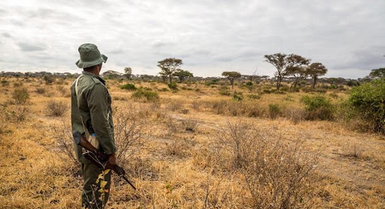 Thousands of wildlife rangers join forces across Africa to honour their fallen colleagues 
