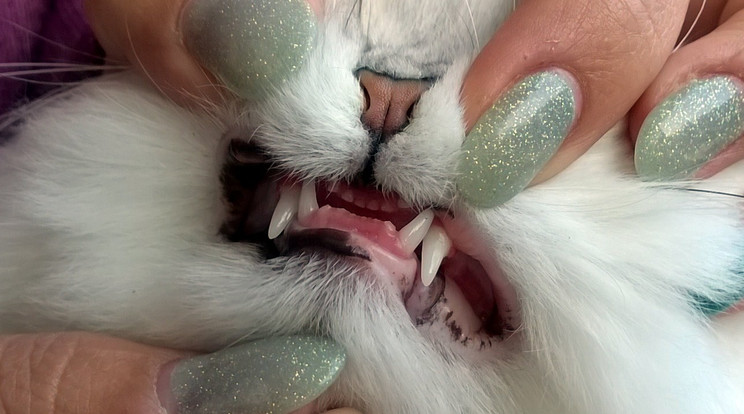 A macska ínygyulladásban szenved, fogai meglazultak
