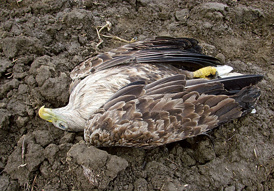 Pesticidi sa zabranjenim karbofuranom glavni uzrok trovanja