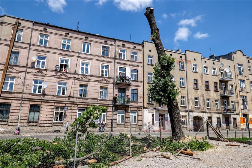 Przechylone drzewo zablokowało skrzyżowanie ulicy Zielonej i Strzelców Kaniowskich