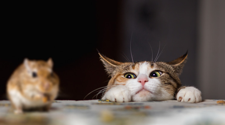 A macskák megfogják az egereket, de sokszor már csak a cica jelenléte is elijeszti a rágcsálókat / Fotó: Shutterstock
