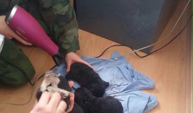 Spašeni štenci u Bujanovcu