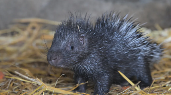 Samiczka jeżozwierza ma 1,5 miesiąca. W środowisku naturalnym średnia długość życia tych zwierząt wynosi do 7 lat, natomiast w ogrodach zoologicznych jest to nawet 27 lat.