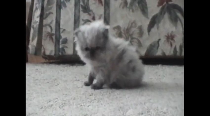 Ova maca mnogo voli da mjauče