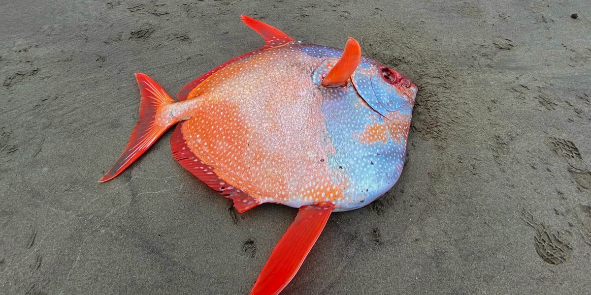 Rzadka ryba została znaleziona w Oregonie w USA.