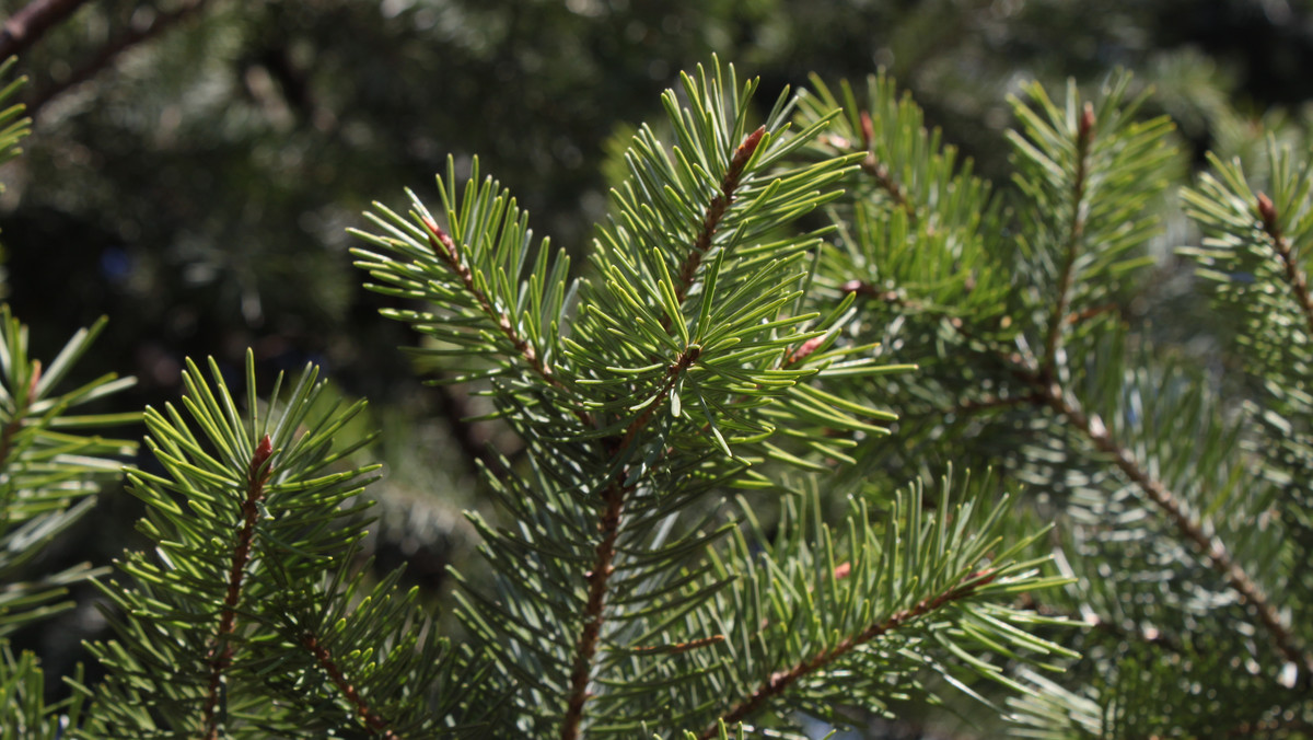 57 m mierzy daglezja zielona, najprawdopodobniej najwyższe drzewo w Polsce. Rośnie w paśmie góry Klimczok w Beskidzie Śląskim – podało Nadleśnictwa Bielsko. Dotychczas za najwyższe uchodziły dwa świerki, które od daglezji są jednak niższe o 5,5 m.