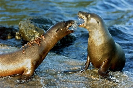 ECUADOR - GALAPAGOS - SEA LIONS