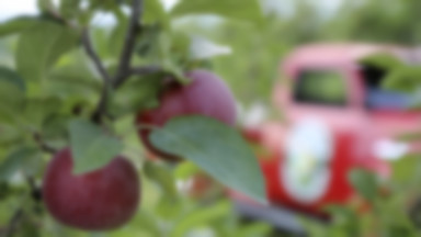 Produkcja cydru szansą na zagospodarowanie nadwyżek jabłek