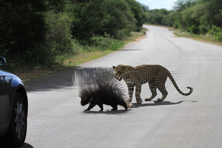 Leopard je uporno pratio bodljikavo prase, da nije ni primetio kola koja prolaze
