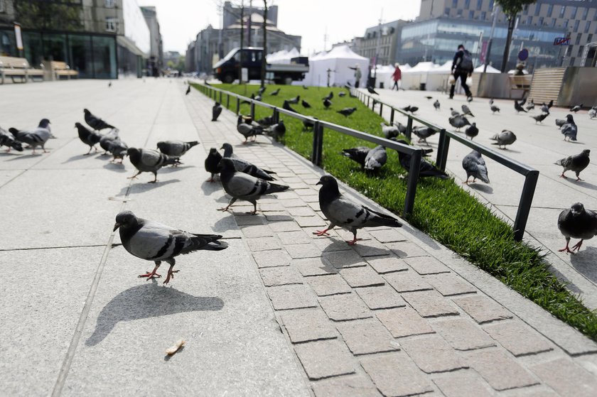 Katowice. Plaga gołębi na rynku