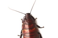 Madagascar hissing cockroach