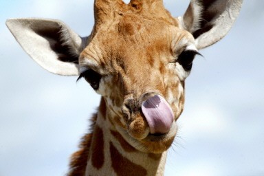 FRANCE-ZOO-GIRAFFE