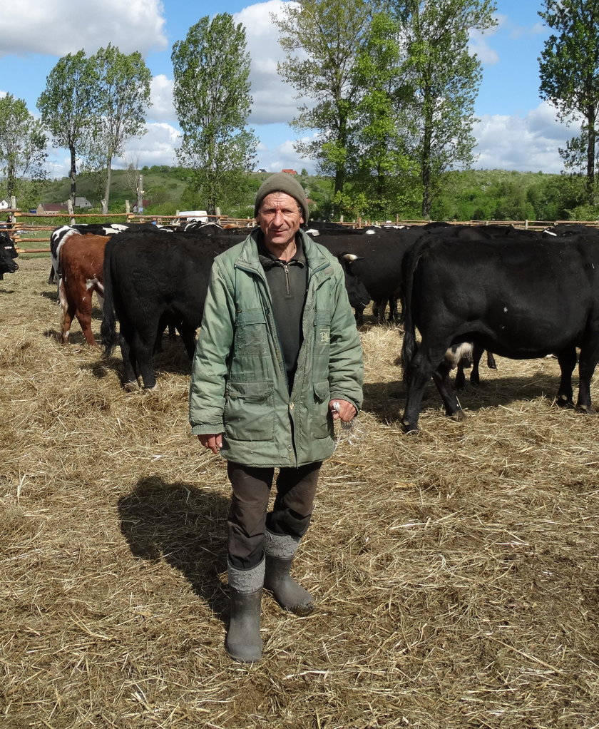 Stado liczące ok. 170 dziko żyjących krów w gminie Deszczno