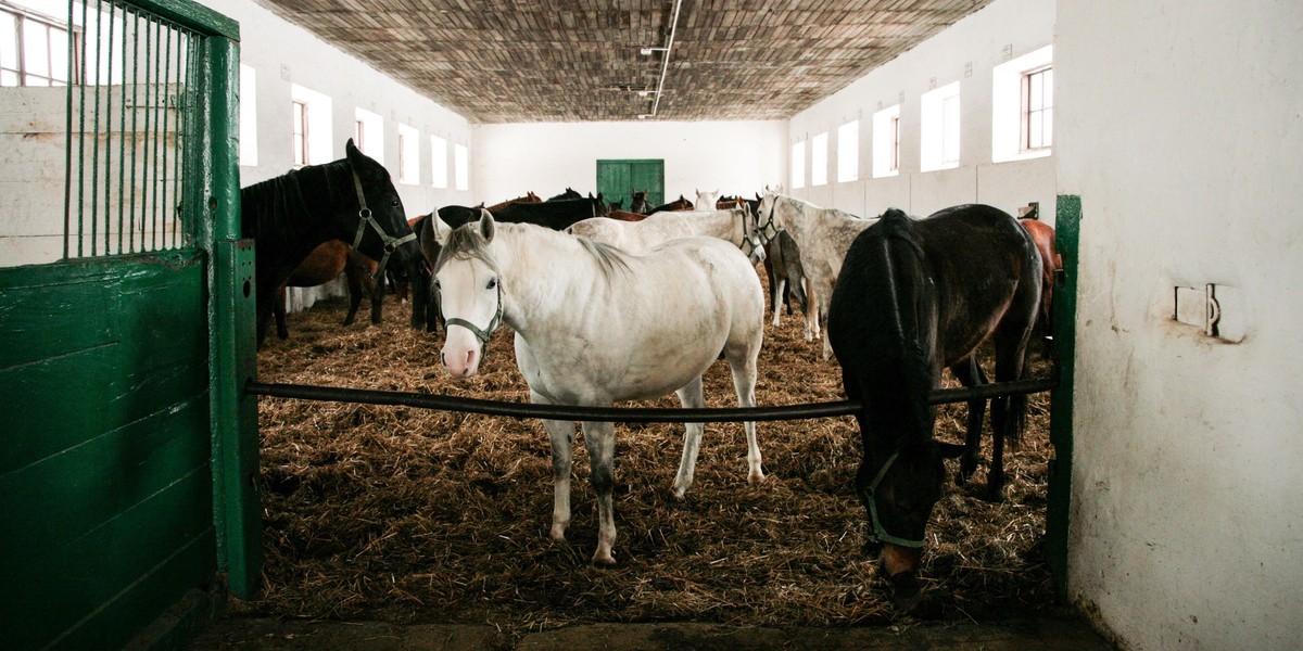 Zboczeniec w Janowie Podlaskim