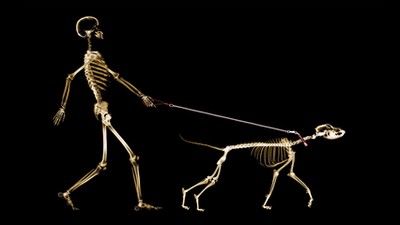 X-ray of dog on leash pulling master