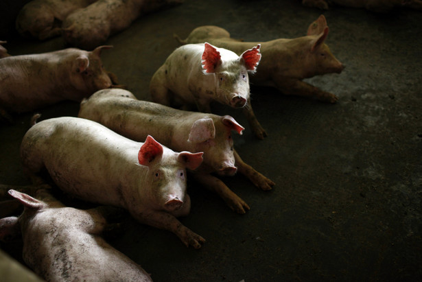 Świnie na farmie w Chinach