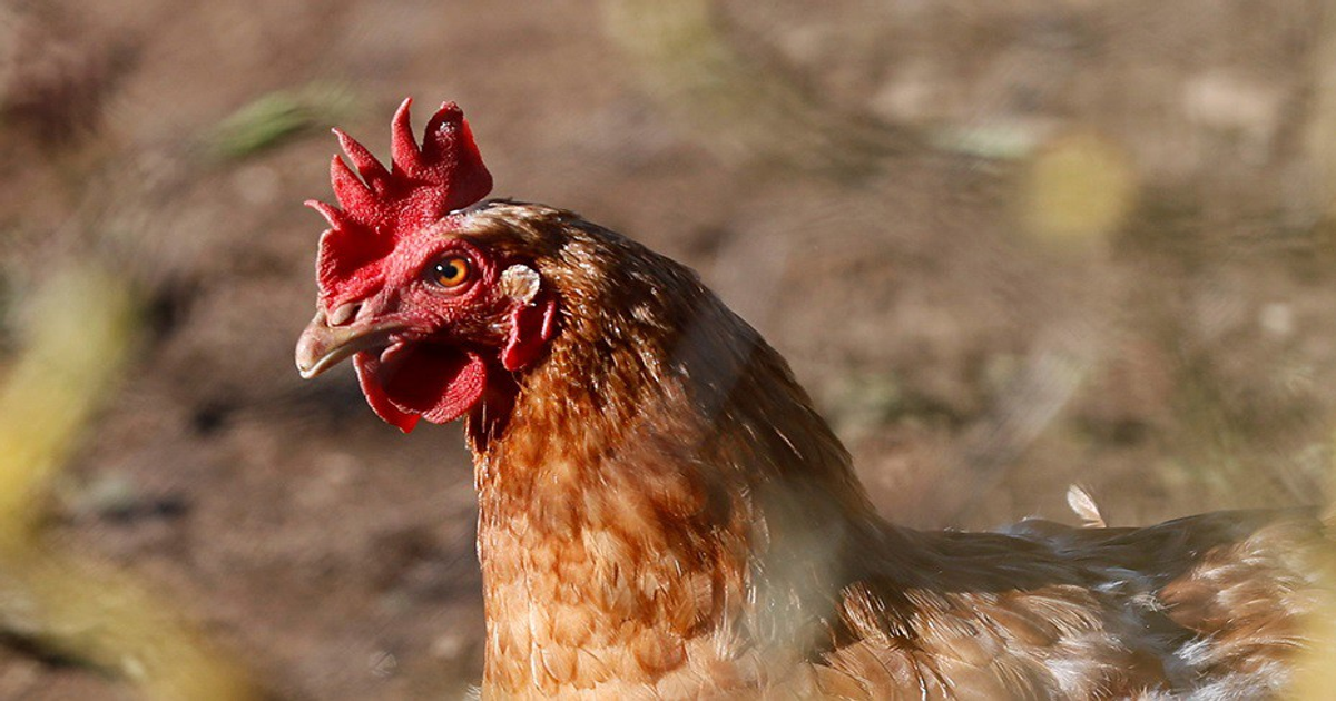La OMS evalúa el riesgo de la gripe aviar para salud mundial