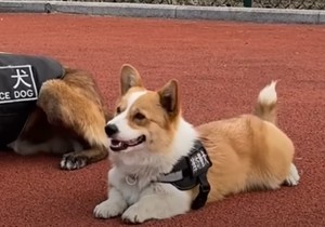 Fuzai policijski pas