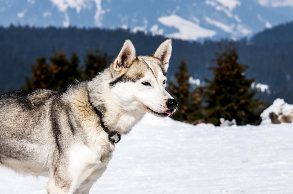 A huskyk nagyon intelligensek és gazdáikhoz is roppant hűségesek /Fotó: Northfoto/