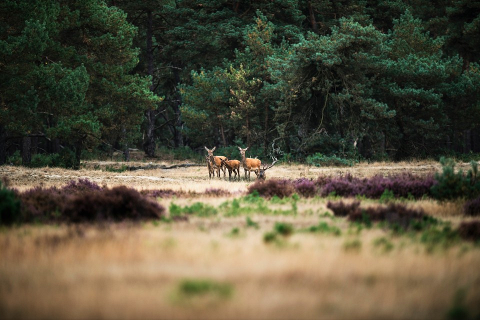 De Hoge Veluwe, Park narodowy w Holandii