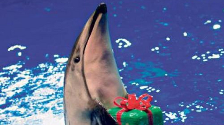 Csomagot kapott a delfin