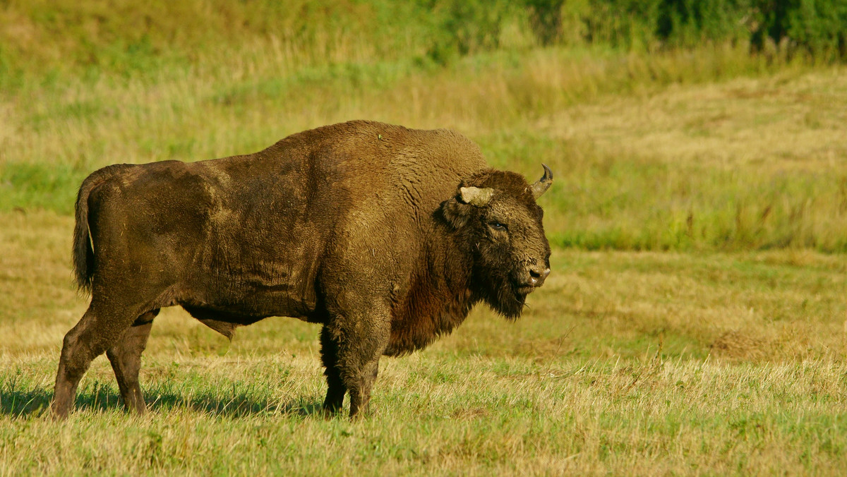 Bieszczady. Żubry już zeszły w doliny