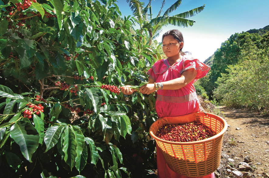 Od niedoborów do nadpodaży: recesja osłabi globalny apetyt na kawę, co może uczynić ją jednym z najszybciej taniejących surowców rolnych.