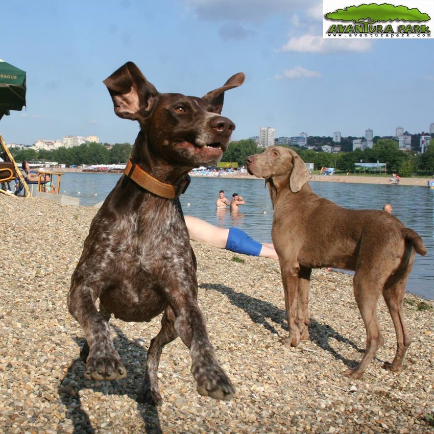 Badi živi sa 27 mačaka u Avantura parku na Adi Ciganliji