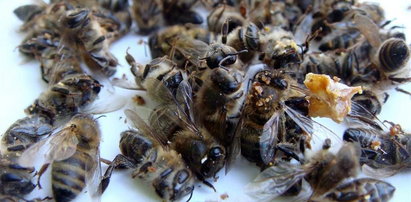 Pszczoły wymierają, miód drożeje